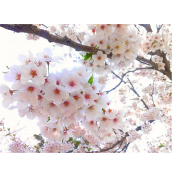 春に起きやすい髪トラブル 