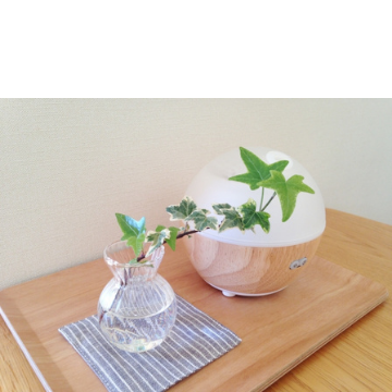 正しい加湿方法で冬の乾燥対策！間違った加湿はカビの原因にも？